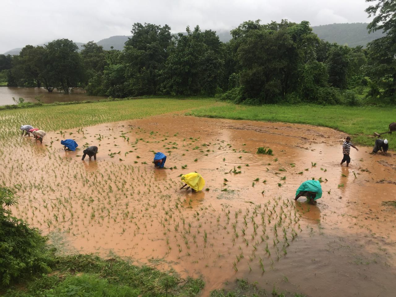 Farm activities